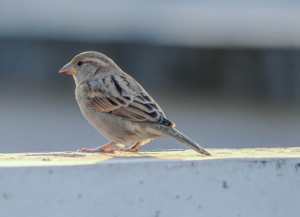 sparrow, bird, animal, nature, ornithology, wildlife, avian, songbird, feathers, sitting, plumage, bill, perched, small bird, natural environment, fauna, biodiversity, outdoors, birdwatching
