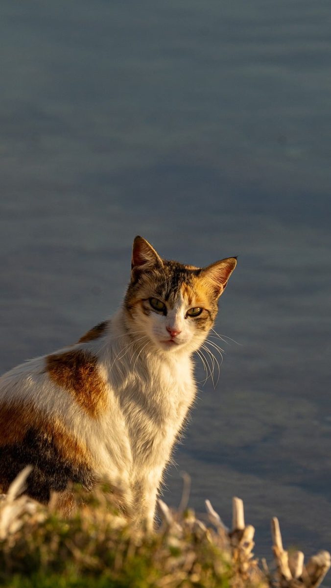 cat, animal, domestic cat, calico, nature, sunlight, water, grass, outdoors, peaceful, sunset, animal portrait, furry, majestic, cat gaze, pet, quiet, simplicity, abstract, details, sunset by the water, wild nature