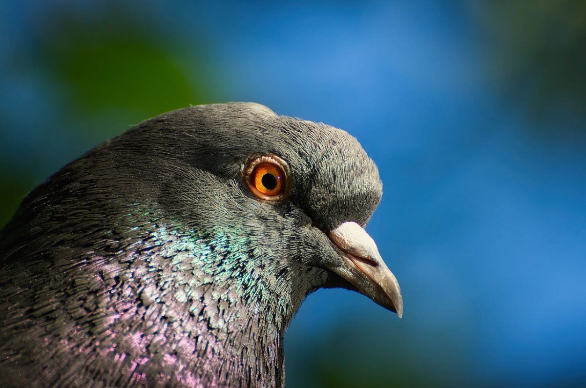 pigeon, bird, urban nature, nature, animal, portrait, eye, profile, detail, outdoor, daylight, bokeh, urban wildlife, bird photography, park, natural habitat, close up