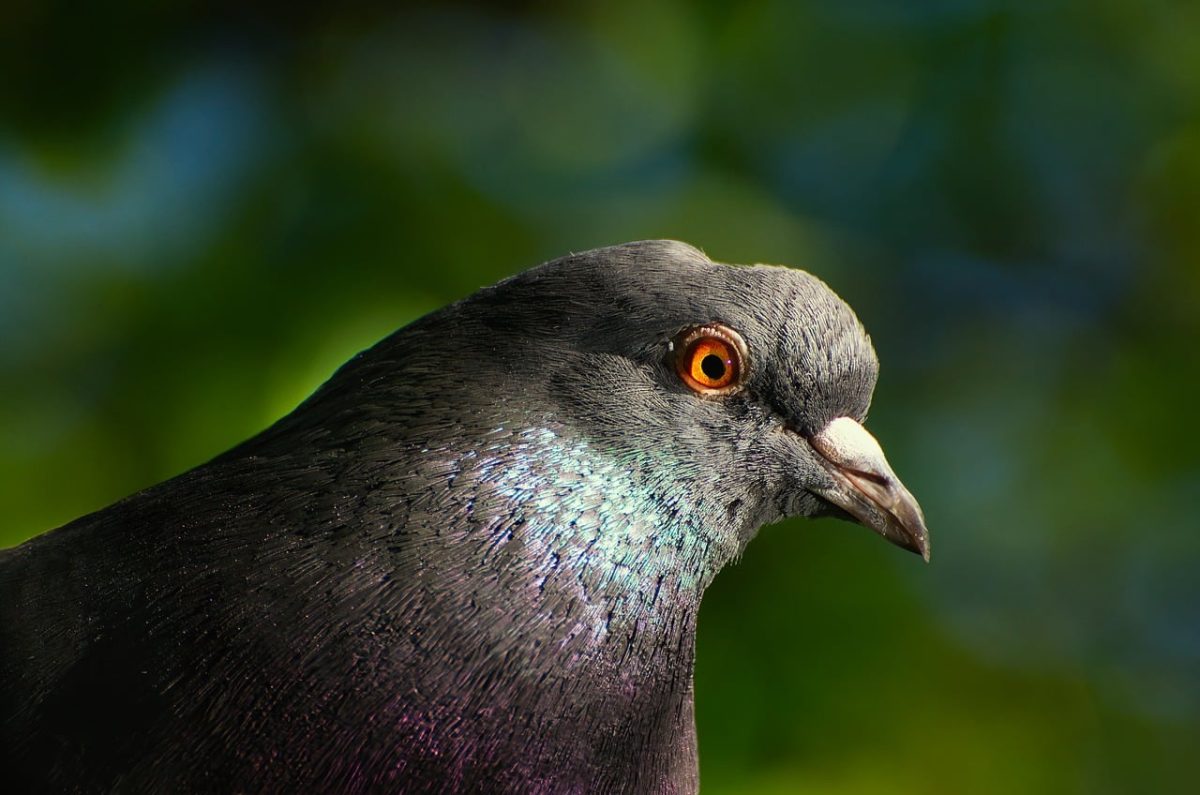pigeon, bird, urban bird, nature, animal, close-up, portrait, feathers, eye, profile, outdoor, daylight, green background, bokeh, park, wildlife, urban wildlife, bird photography, detail