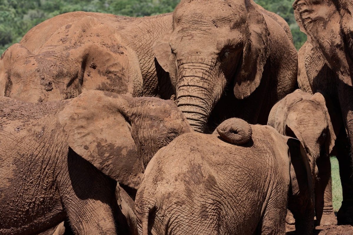 elephants, herd, nature, animals, savanna, wildlife, trunk, protected area, universal, western africa, grey color, ck, national park, september, tourist destination, free roaming, large animals, close-up, ecotourism, nature conservation