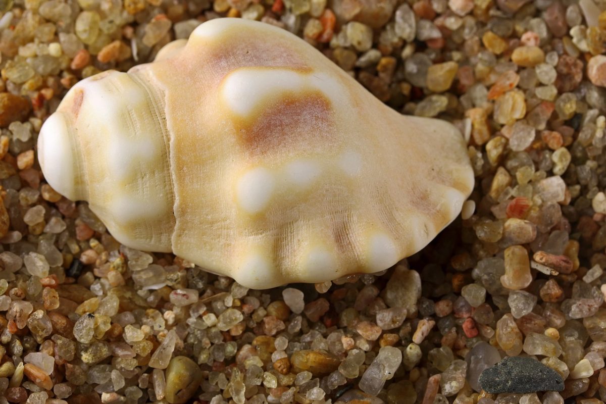 empty shell, spiral, white color, beach sand, marble stone, snail shell, soil texture, brown color, close-up, texture, conical shape, natural material, macro photography, natural pattern, embedded, ocean, discovery, nature, ocean shore, natural structure