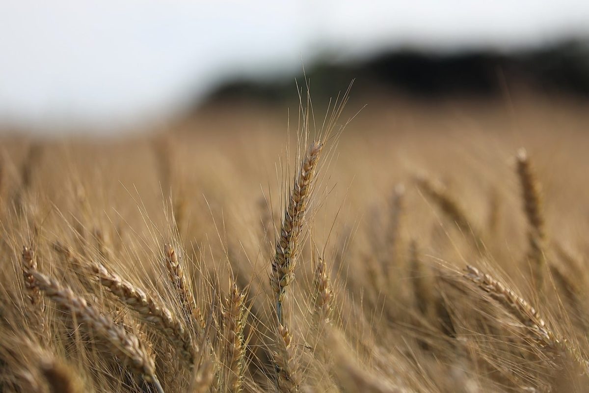 wheat, plant, agriculture, field, before harvest, summer, evening, nature, grain, packaging, photography, golden, natural scenery, focal point, harvest, cereals, farmer, countryside, horizon, sunny