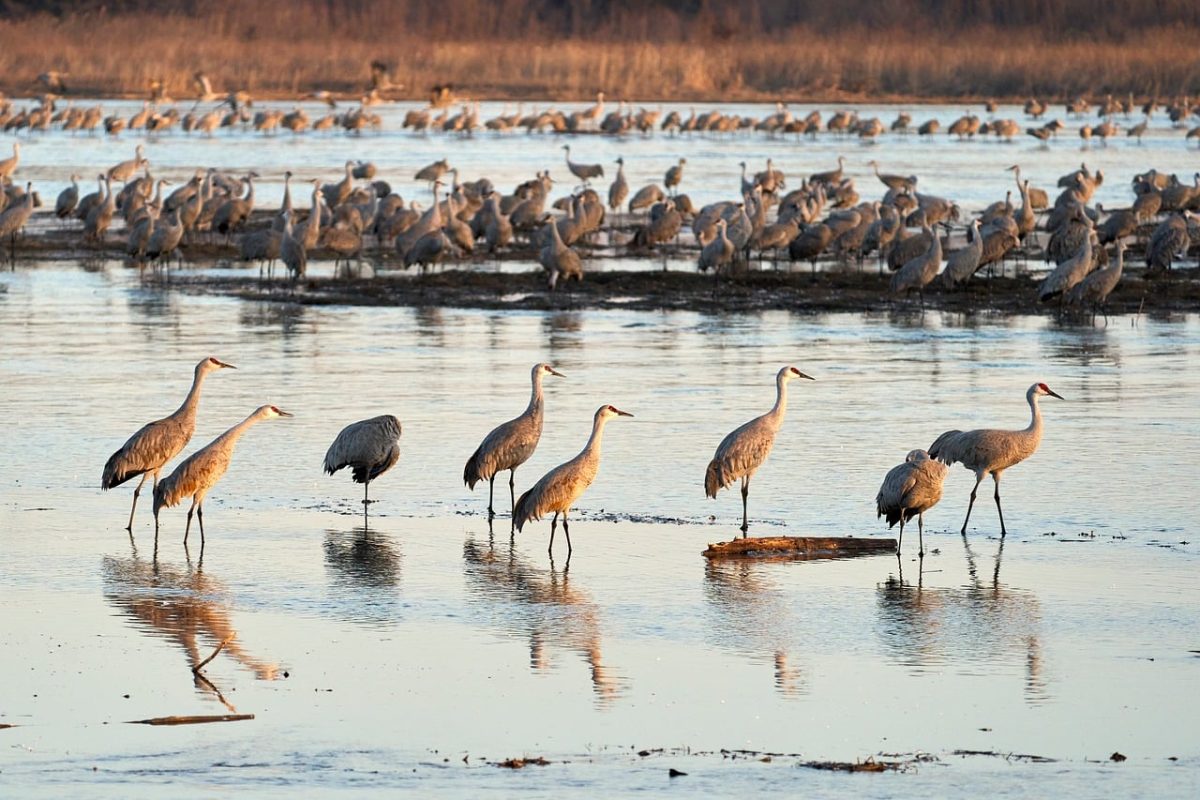 cranes, sandhill cranes, bird migration, nebraska, usa, nature, river, landscape, dawn, wings, blue, sunrise, birds in water, bird landing, wetlands, migration, wildlife, ground birds, bird behavior, birdsong, animal group behavior