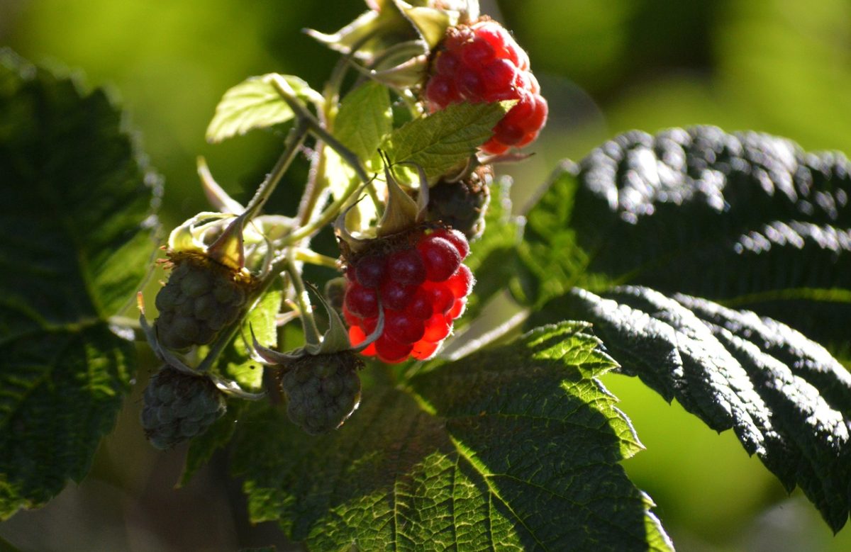 raspberry, ripe, healthy, leaves, garden, red, fresh, shrub, vitamin, fruit, summer, nutrition, ripeness, photography, green, taste, summer fruit, sweet, delicious