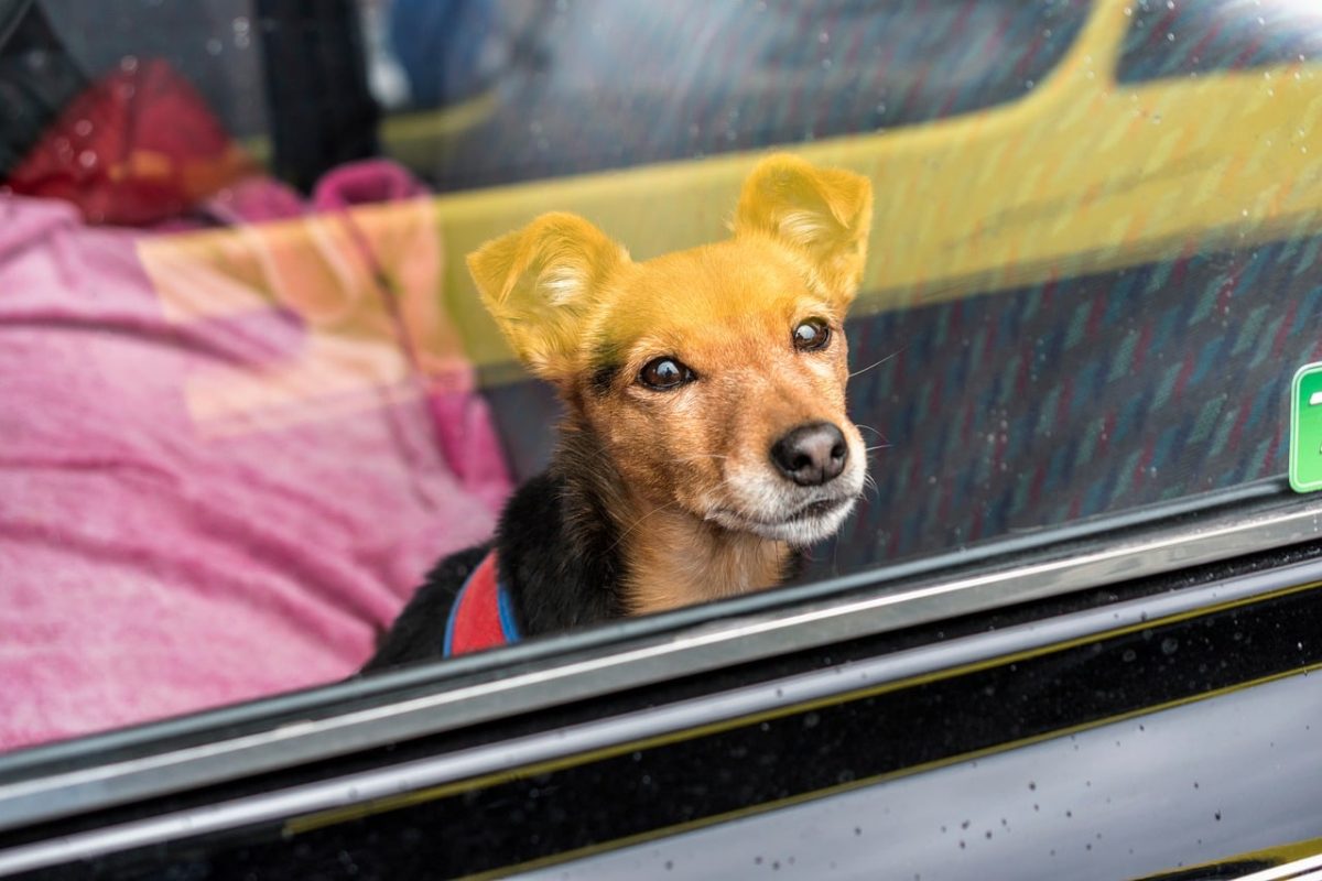 dog, car, window, gaze, car interior, back seat, pet, animal, nature, loneliness, waiting, busy road, car wallpapers, outdoor, red color, textile, blue, safety, comfort, four-legged, adorable