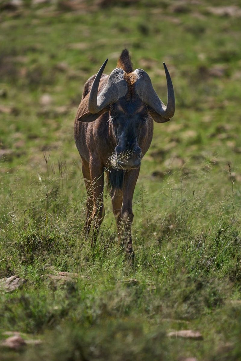 gnu, wildlife, grassy landscape, wild mammal, african animal, horns, beast, equatorial africa, herbivore, white beard, day, curious, wild animals, animal life, savanna, exploration, in nature, magnificent creature, camouflage, headgear