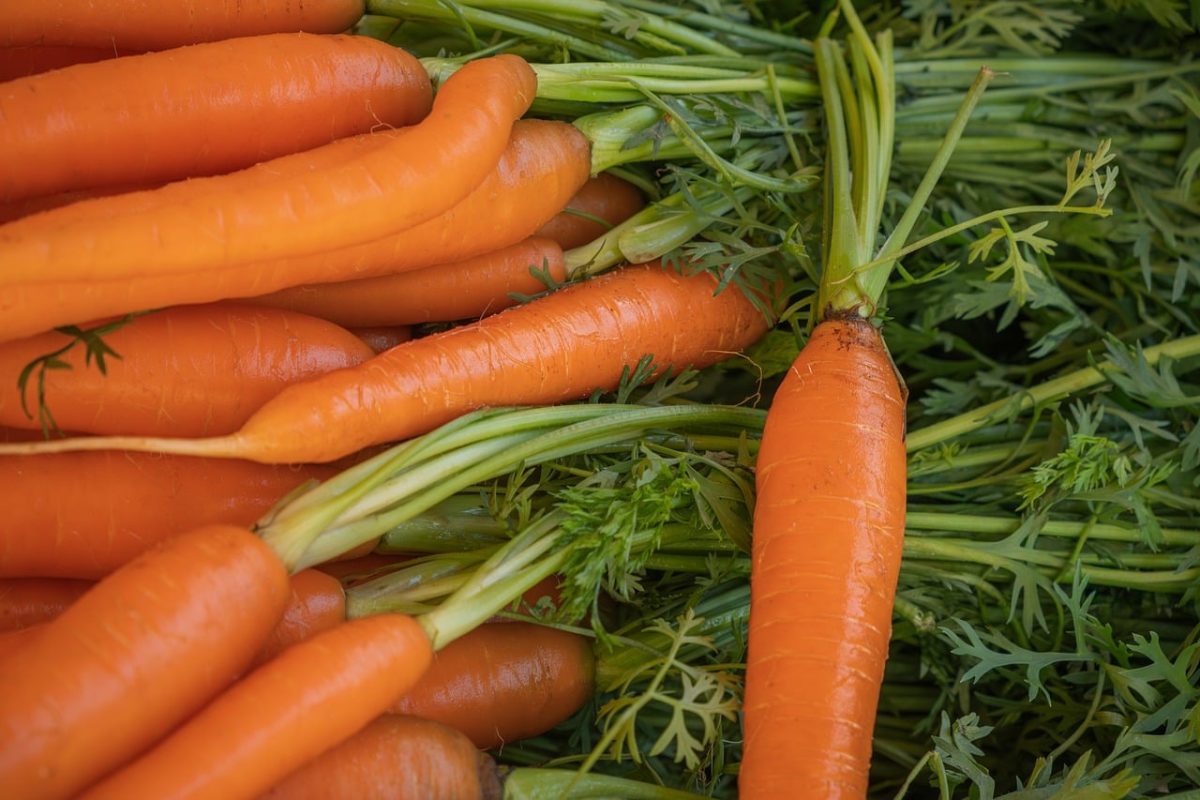 carrot, vegetable, orange, fresh, bunch, market, health, nutrition, agriculture, farm, crop, season, natural, autumn, root vegetable, vitamins, vegan, greens, raw, harvest