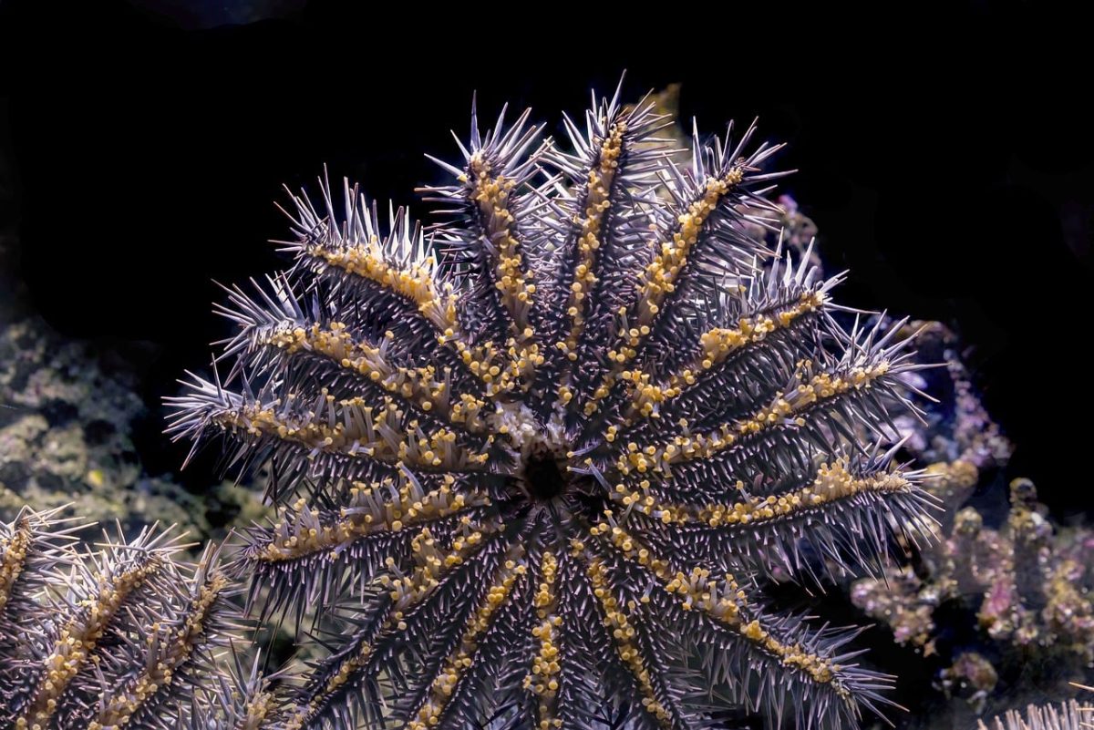 starfish, aquarium, marine life, nature, underwater, ecosystem, close-up, pest, crown of thorns starfish, cairns, coral reefs, thorns, biology, relaxation, unique pattern, aquarium fish, ocean conservation, coral, sea creature