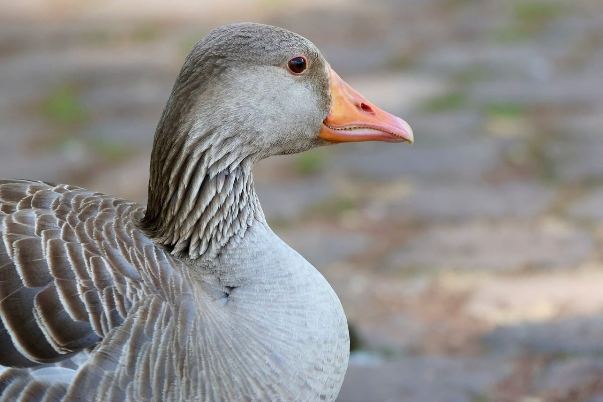 greylag goose, wild goose, bird, nature, feather, beak, wildlife, park, brown, gray, domestic animals, waterfowl, outdoors, curious, calm, fauna, calm face, lonely, close-up, beauty, goose