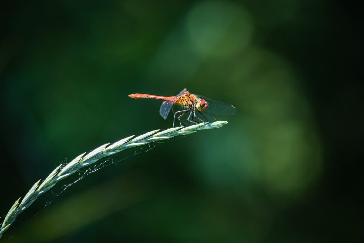 dragonfly, macro, nature, wildlife, windows wallpaper, full hd wallpaper, nature background, desktop backgrounds, wings, laptop wallpaper, free background, bokeh, wetland, biodiversity, wallpaper 4k, free wallpaper, 4k wallpaper 1920x1080, nature wallpaper, delicate, 4k wallpaper, wallpaper hd, outdoor, beautiful nature, entomology, fauna, wild insect, greenery, cool backgrounds, wallpaper, mac wallpaper, background, animal, hd wallpaper, green, sharp, beautiful wallpaper, photography