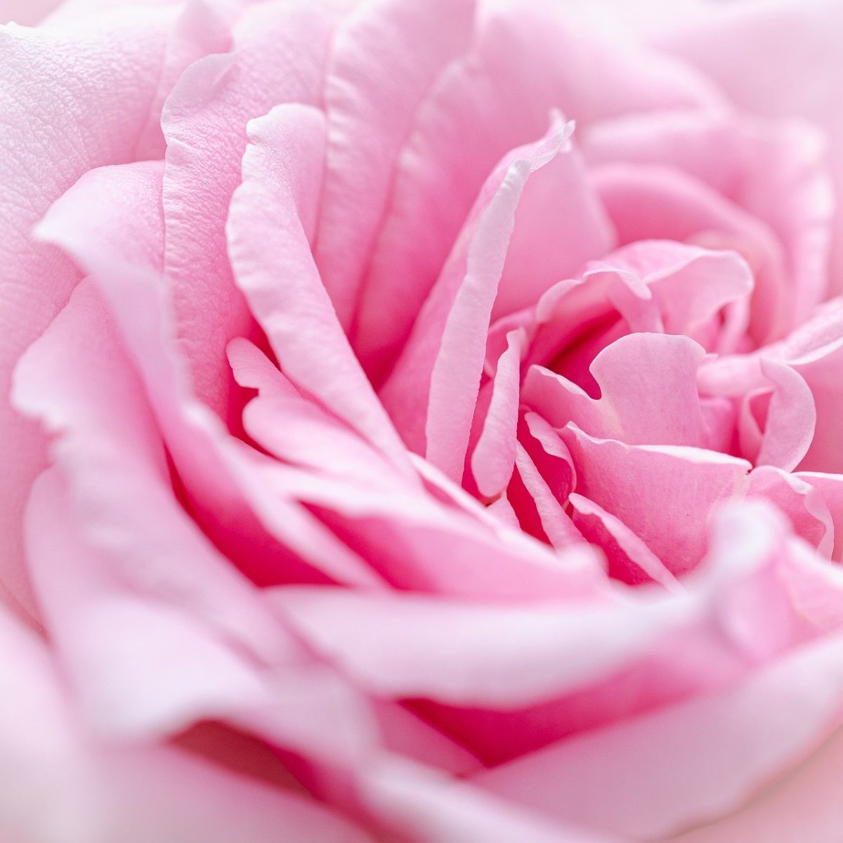 pink, mac wallpaper, flower, free wallpaper, 4k wallpaper, rose, full hd wallpaper, abstract, beautiful wallpaper, laptop wallpaper, macro, details, hd wallpaper, petals, soft light, romance, nature, beauty, delicate, natural, art, background, rose flower, wallpaper hd, floral background, 4k wallpaper 1920x1080, light, flower background, bouquet, free background, pastel, flower wallpaper, wallpaper 4k, beautiful flowers, cool backgrounds, softness, desktop backgrounds, windows wallpaper, blossom