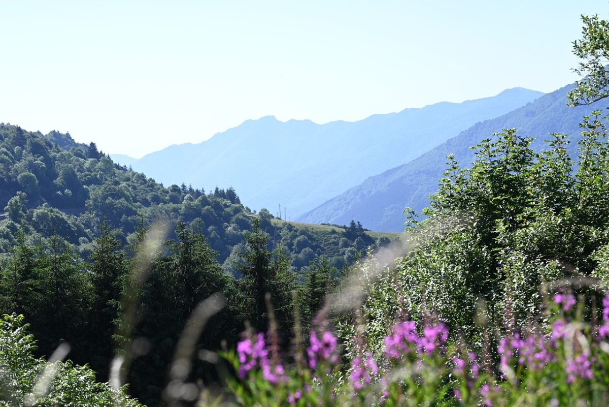 mountain, forest, panorama, nature, mountains, summer, green, hills, sunlight, wildflowers, travel, hiking, quiet, view, aerial view, landscape, countryside, sight, distant landscape