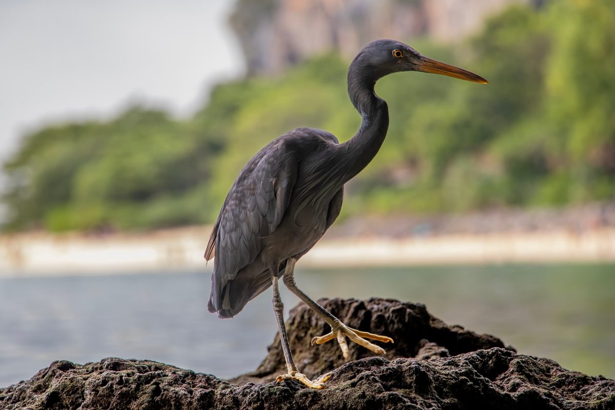 heron, bird, rock, coast, nature, water, tropical, summer, vacation, travel, tourism, asian, natural, wildlife, scenic, exotic, sand, mystical, relaxing, cozy