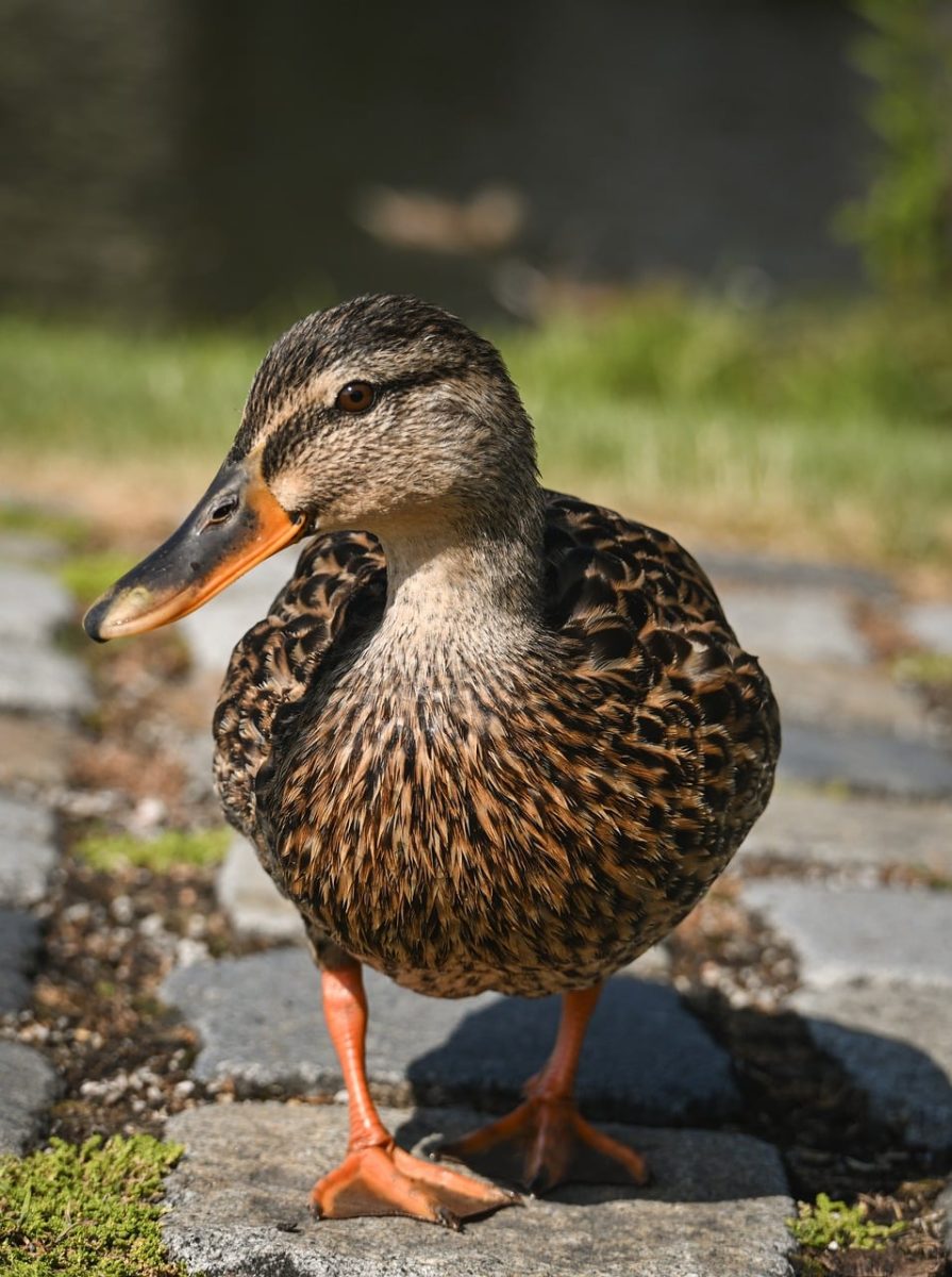 duck, animal, waterfowl, nature, feather, stone, pathway, animal portrait, wild, bird, outdoors, beauty of nature, wildlife, plumage, nature reserve, ecological, fauna, duckling, park, walk