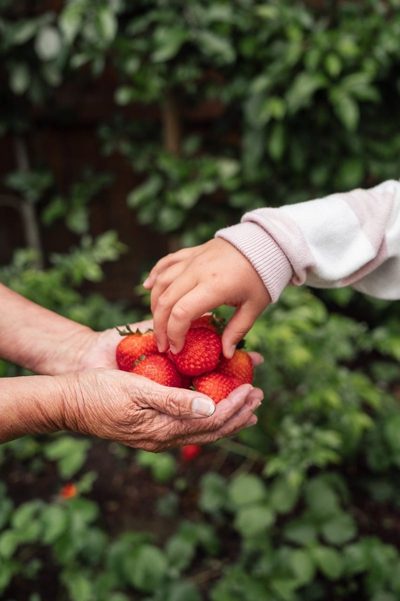 strawberries, hand, giving, garden, interaction, nature, family, childhood, generation, summer, red fruit, harvest, children, grandparent, trust, care, handcrafted, kindness, aging, intergenerational, caregiving