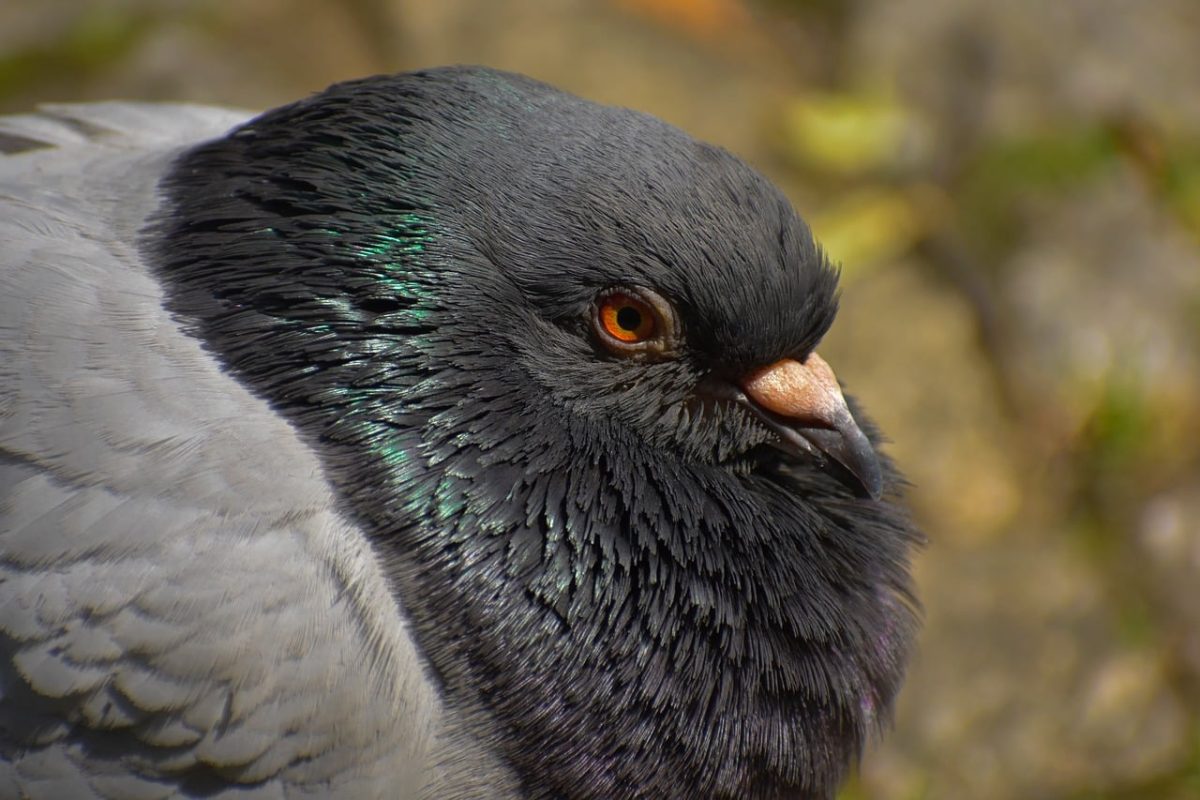 pigeon, bird, portrait, nature, detail, beak, eye, gray, wilderness, close-up, texture, orange, urban, feather, wild, bird beak, rock, nature animal, life in nature