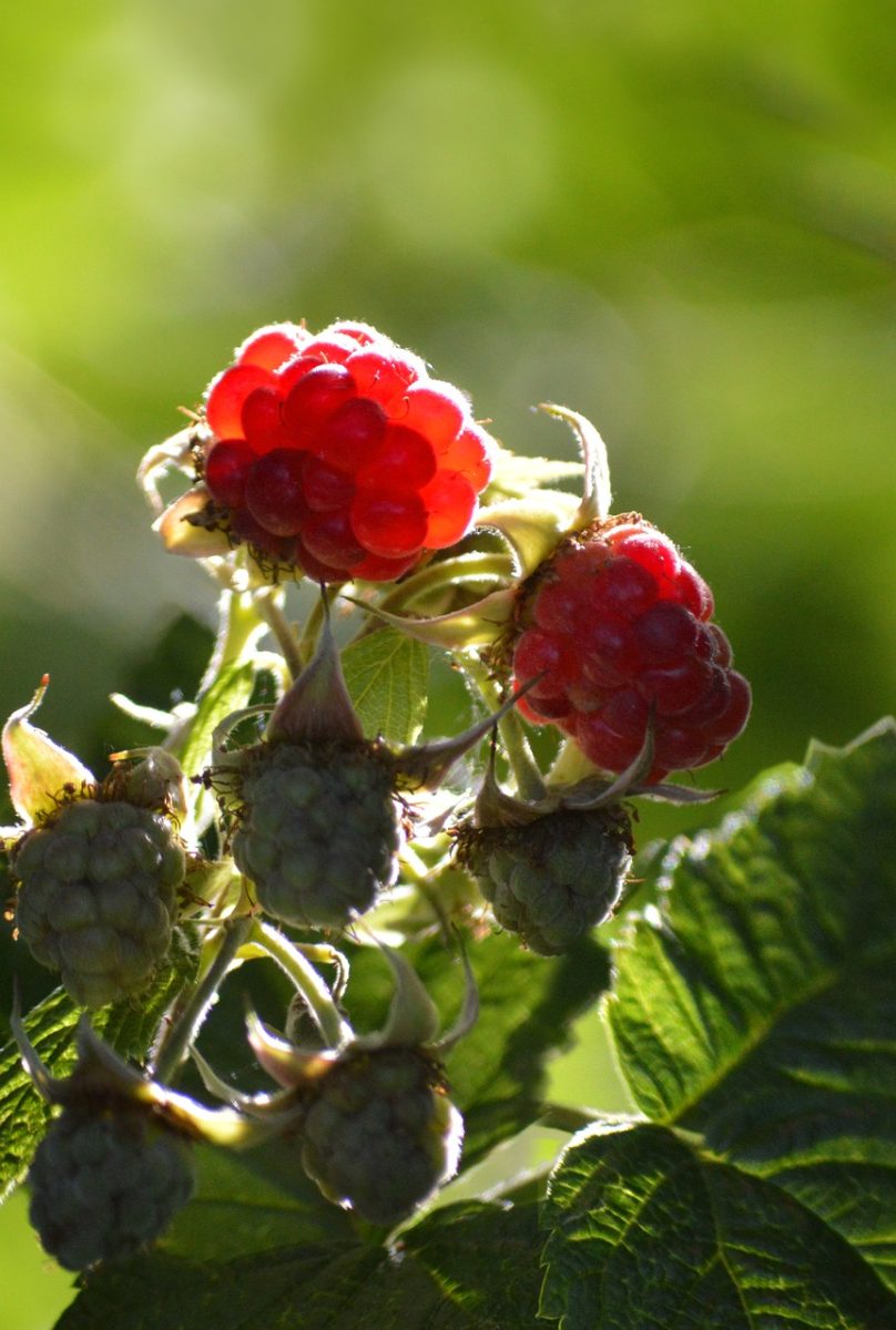 raspberries, garden plant, nature, red, fruit, sweet, healthy food, vitamins, healthy, fresh, berry bush, leaves, ripe, backlight, delicious, red fruit, summery, plants, summer fruit, fruit cultivation