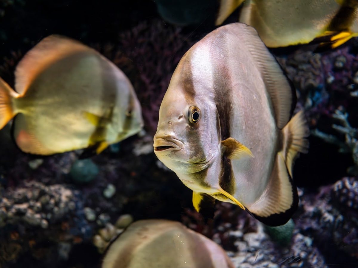 fish, underwater, marine life, aquarium, coral reef, colorful, sea, diving, predator, depth, fauna, nature, light brown, black, sea floor, beneath the sea, tropical, water, fishing, sea creature