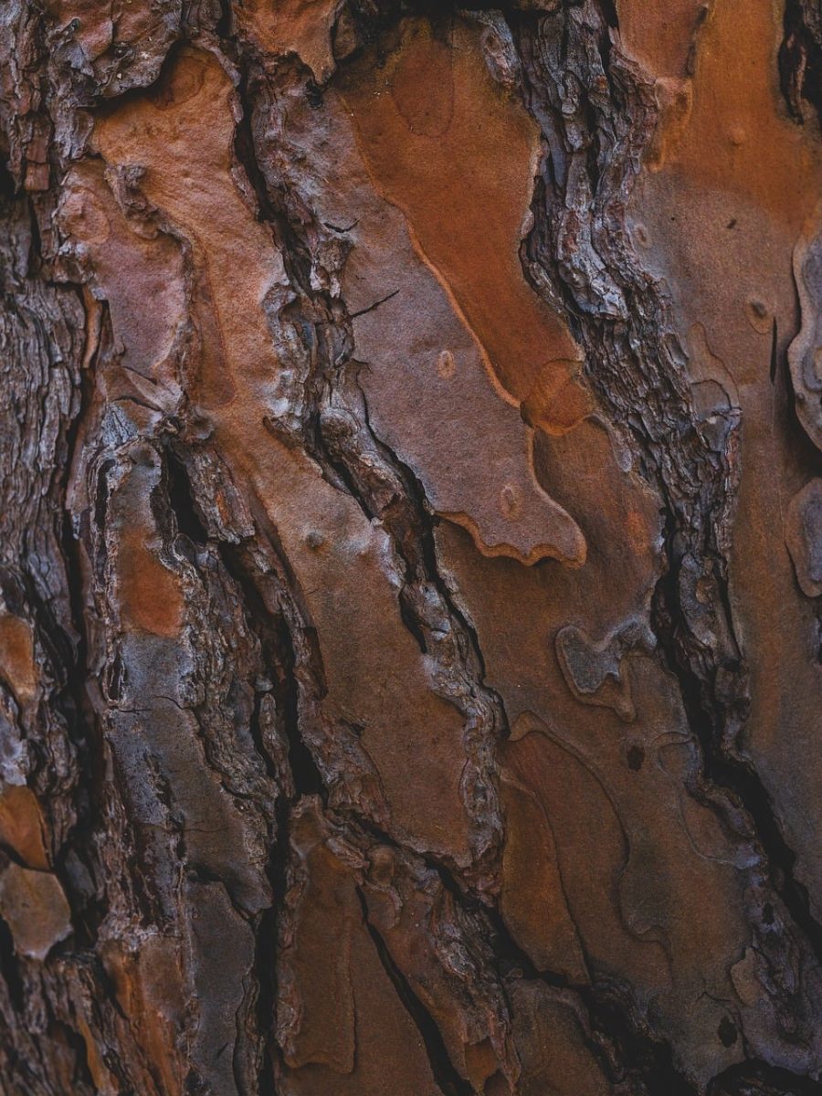 bark, beautiful wallpaper, wood, texture, surface, natural, tree, brown, pattern, detail, branch, old, everyday, nature, decorative, organic, artistic, log, abstract, background, structure