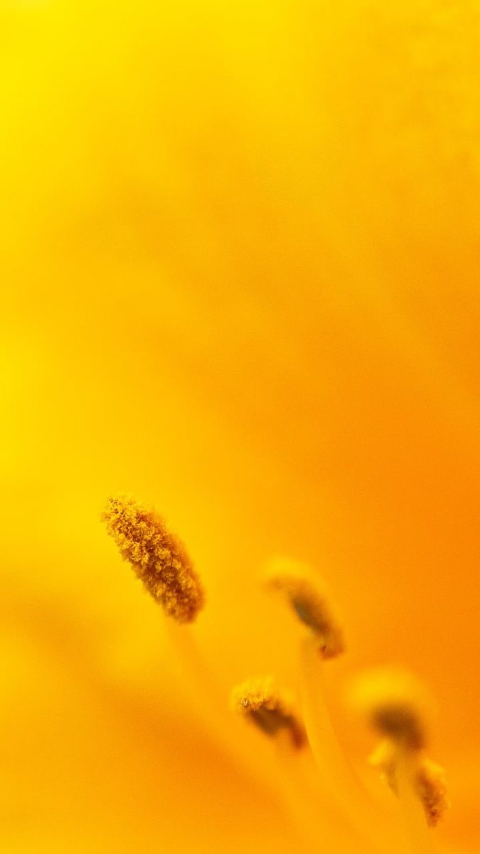 detail, iphone wallpaper, macro, mobile wallpaper 4k, yellow, ipad wallpaper, stamen, blur, wallpaper, flower wallpaper, beautiful wallpaper, abstract, blurred background, flower, mobile wallpaper, nature, botany, phone wallpaper, background, lock screen wallpaper, bright, silhouette, close-up, beautiful flowers, gentle, samsung wallpaper, colorful, floral background, beauty, flower background, aesthetics, softness, art