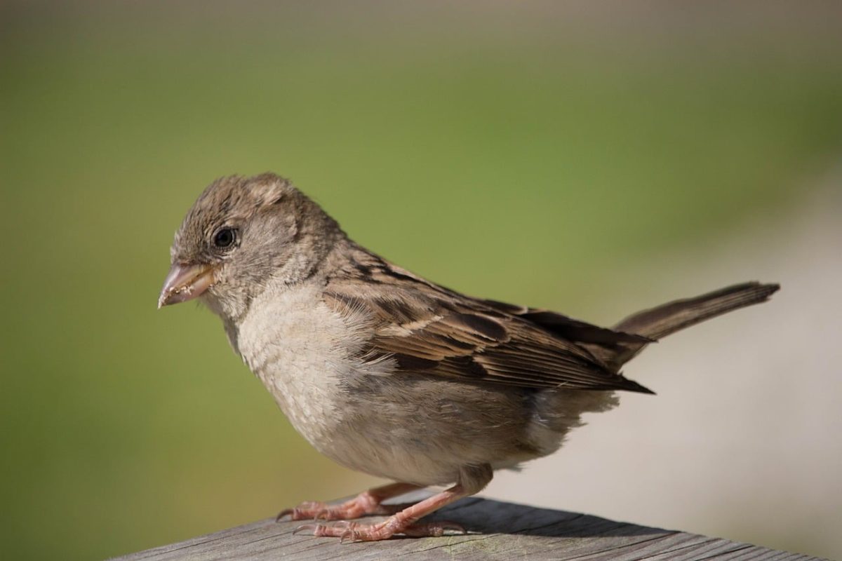 bird, sparrow, nature, natural environment, brown, wooden, looking, outdoors, detail, close-up, soft light, bird life, curious, feeding, beak, ruffled, elevated, outside
