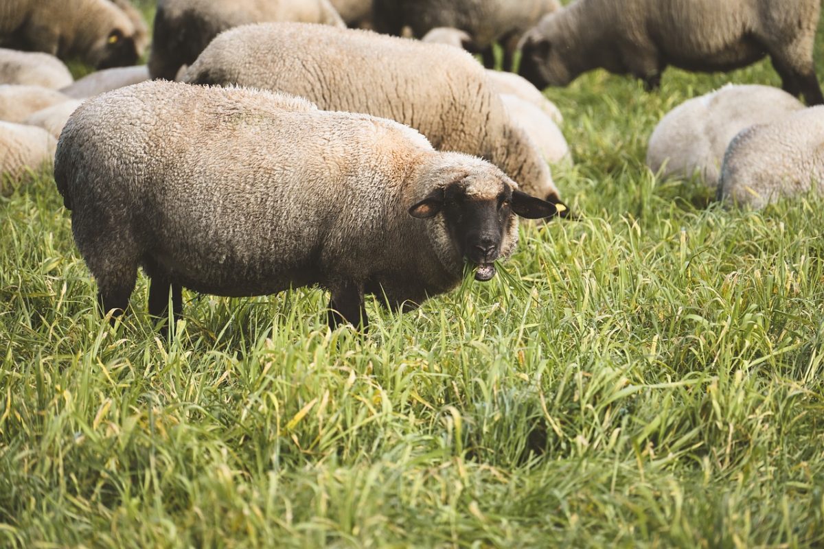 sheep, grass, flock, field, agriculture, pasture, outdoors, animal, green, meadow, farm, grazing, woolly, nature, pastureland, wool, shepherding, shepherd, idyllic, fodder