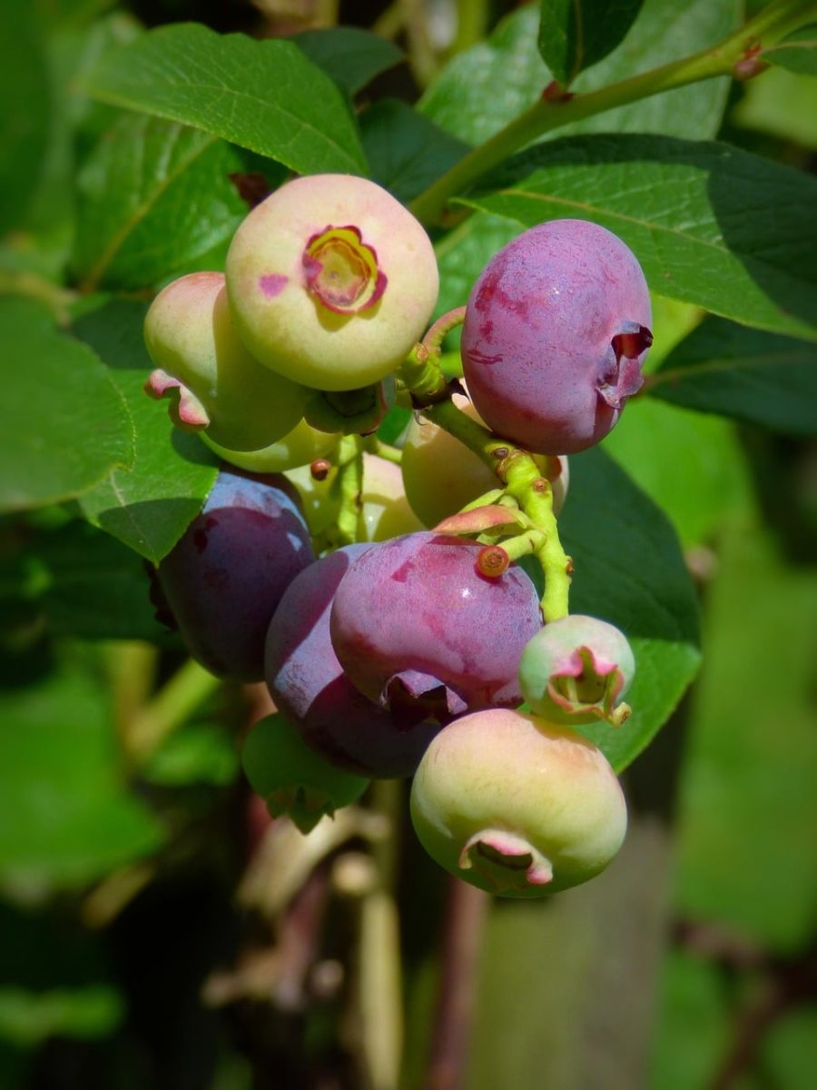 blueberries, ripening, fruit, bush, summer, nature, healthy, fresh, garden, green leaves, berry, healthy eating, vitamins, antioxidants, nutrition, fresh harvest, organic, plant, green