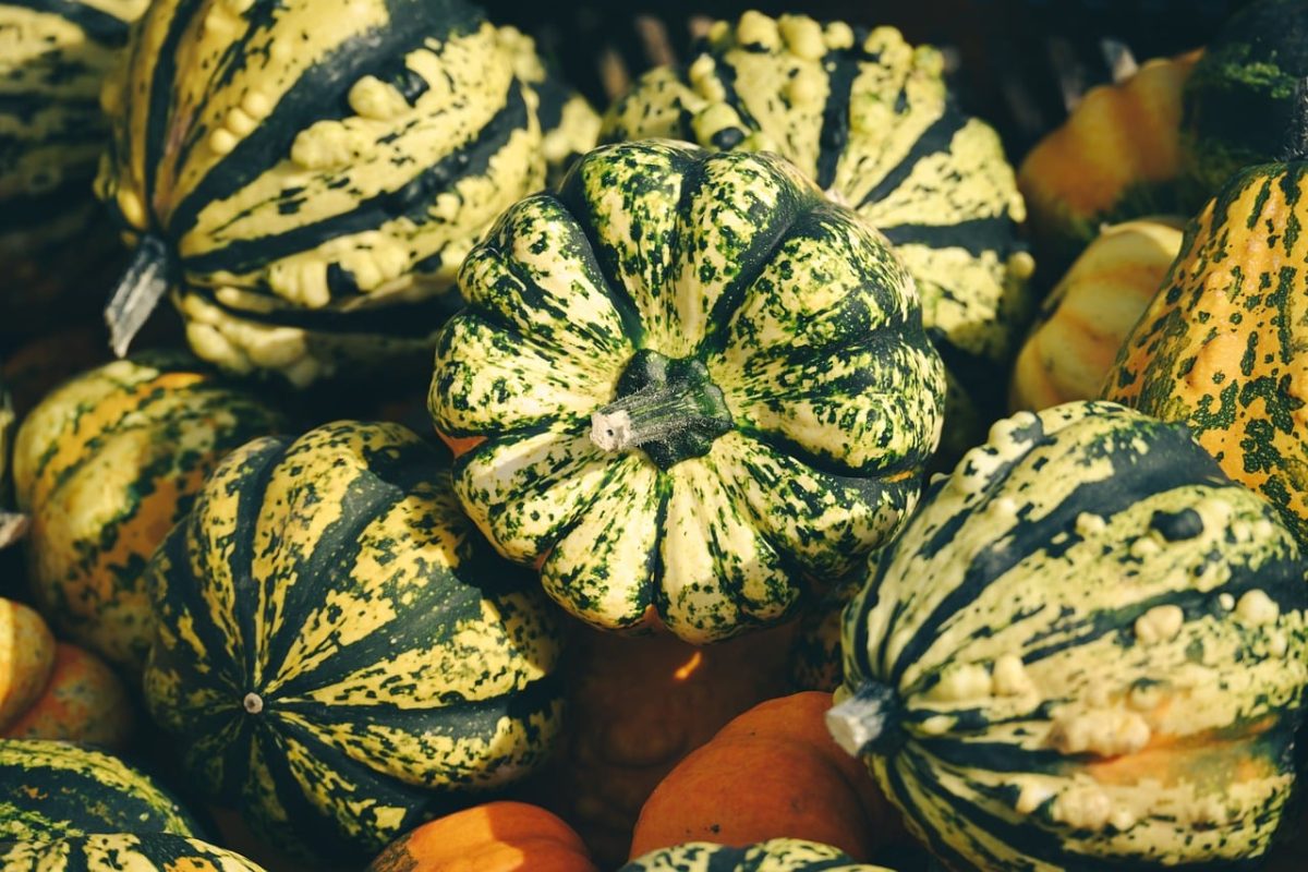squash, vegetable, autumn, harvest, colorful, farmers market, decoration, autumn decoration, gourmet, nature, season, fresh, shape, green, yellow, decorative gourds, seasonal food, hummery, autumn harvest, texture