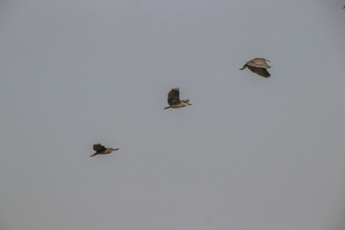 night herons, birds, animals, nature, flight, feathers, wildlife, ornithology, plumage, waterbirds, three, flying birds, sky, wild animals, birds in flight, natural environment, freedom, travel, tranquility