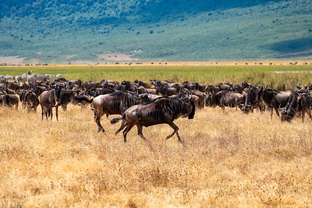 gnu, wildebeest, animal migration, movement, safari, african wild cattle, nature, africa, ecosystem, tanzania, ngorongoro, reserve, savannah, wildlife, conservation, route, natural spectacle, protection, ecological region