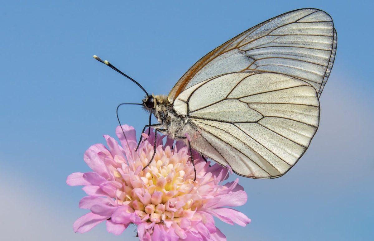 butterfly, wings, macro, nature, pink flower, summer, blue sky, insect, pollen, detail, clear sky, fragile, biology, petals, natural beauty, blooming, true nature, butterfly wing, natural light, wildlife, diversity