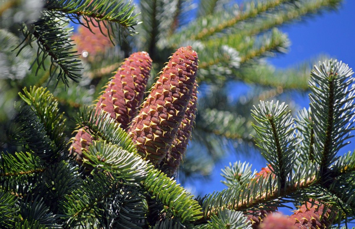 pinecone, fir branches, forest, blue-green, needles, fresh air, botany, summer, landscape, nature, spiky, tall tree, outdoor, silver, texture, clear, weather, plant, clean look