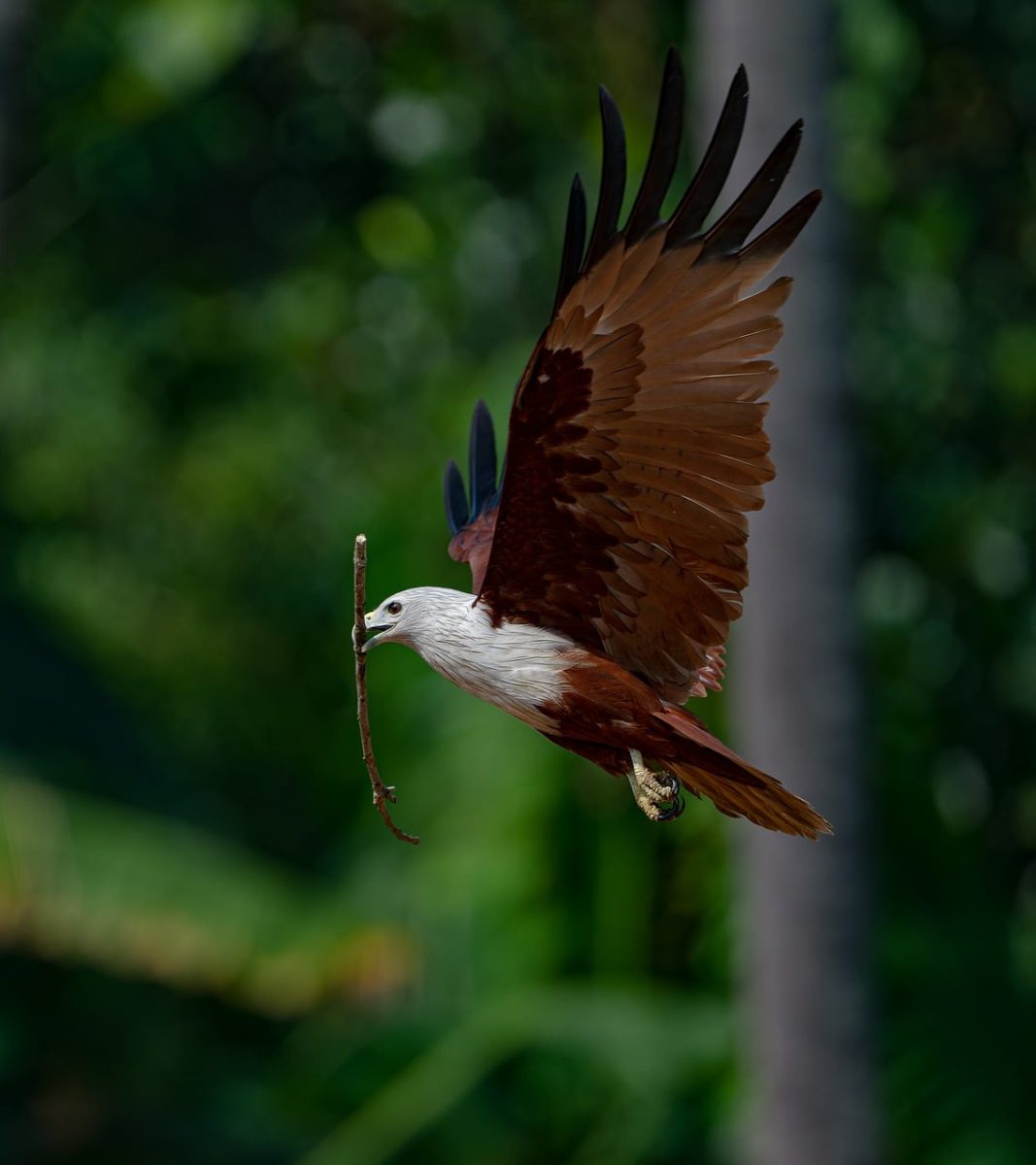 eagle, bird, flight, predator, nature, nest-building, stick, green-background, wings, beak, hunting, solitary, feathers, dense-jungle, wilderness, wild, ecosystem, landscape