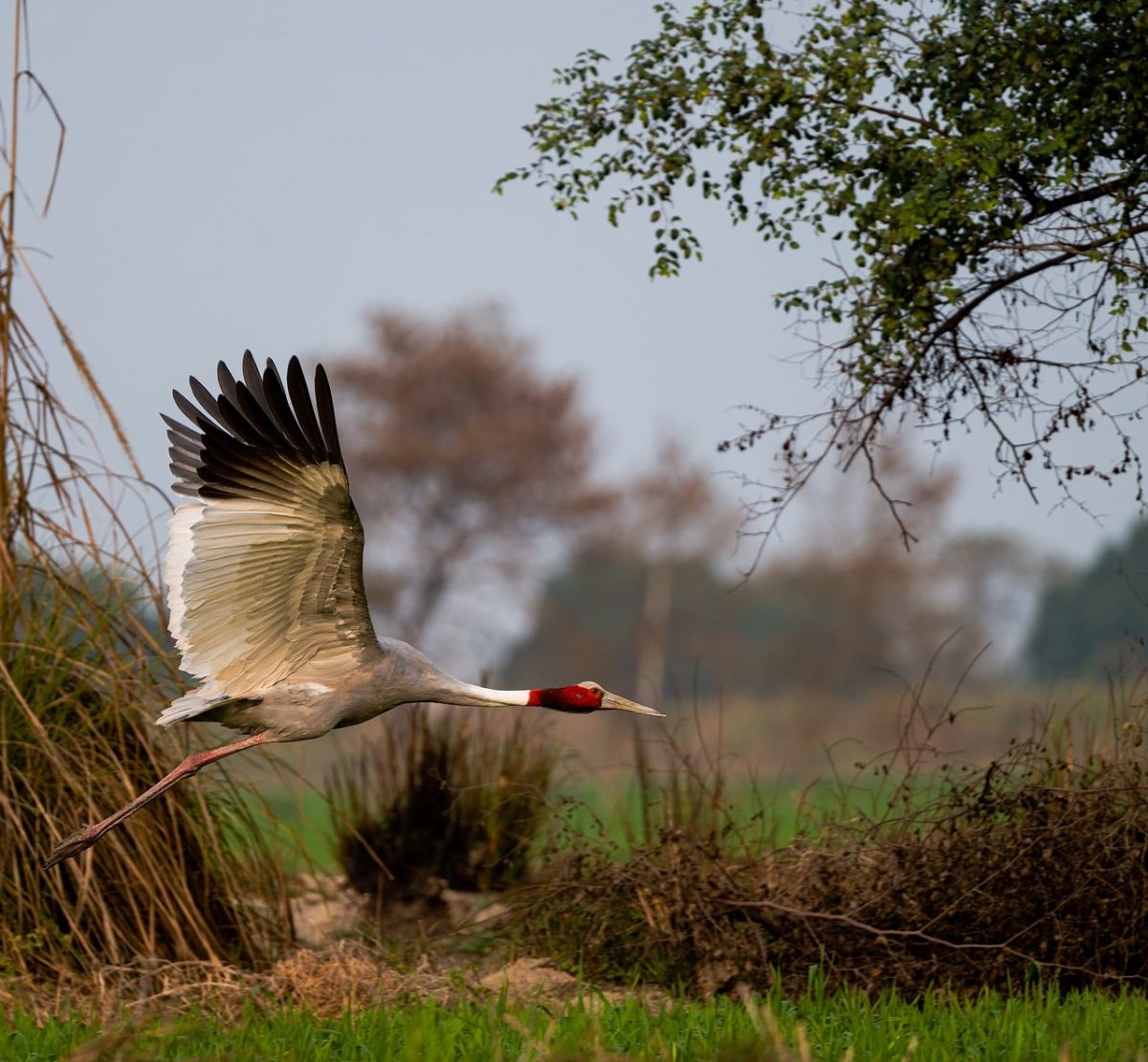crane, flight, bird, nature, wildlife, wings, flying, landscape, natural habitat, bird in flight, exotic, tree, marsh, soaring, red crown, horizon, sarus crane, humidity
