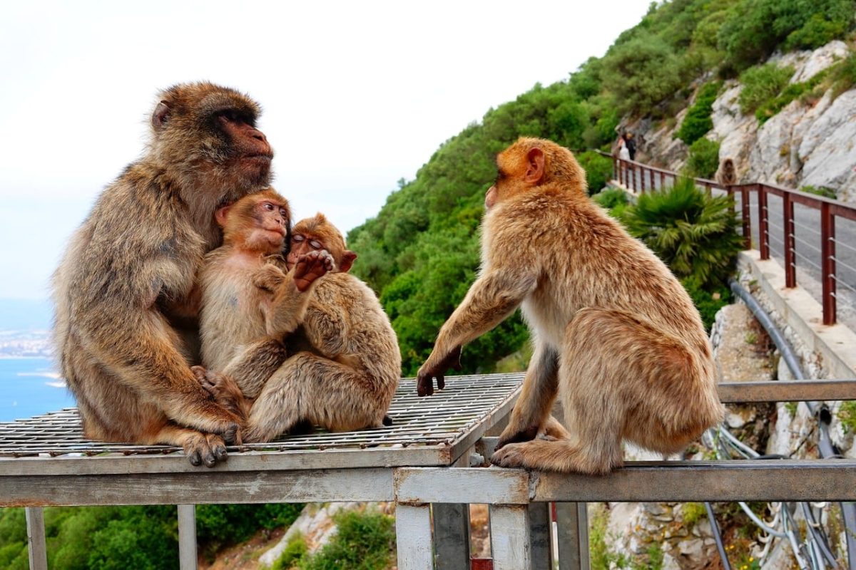 monkey, macaque, family, interaction, dialogue, friendly, nature, cliff, companionship, tourist path, natural habitat, curiosity, group, undershirt, bun, excursion, natural beauty, summer time, observation