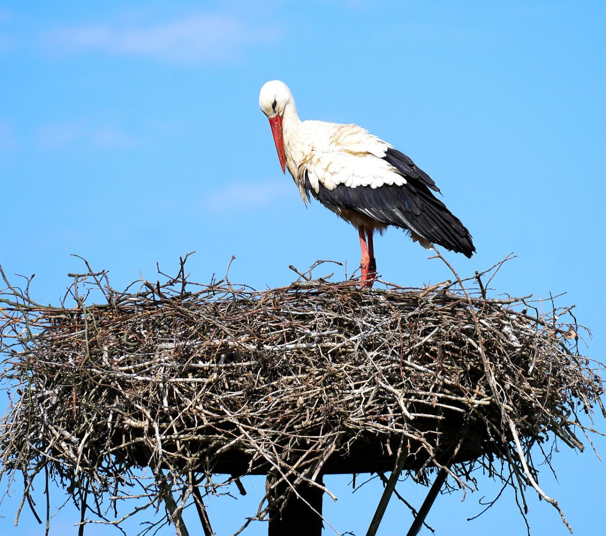 stork, nest, nature, feather, wildlife, blue sky, bird, large bird, biology, ecosystem, rearing young, migratory bird, natural environment, ornithology, parental care, column, symbolism, bird love