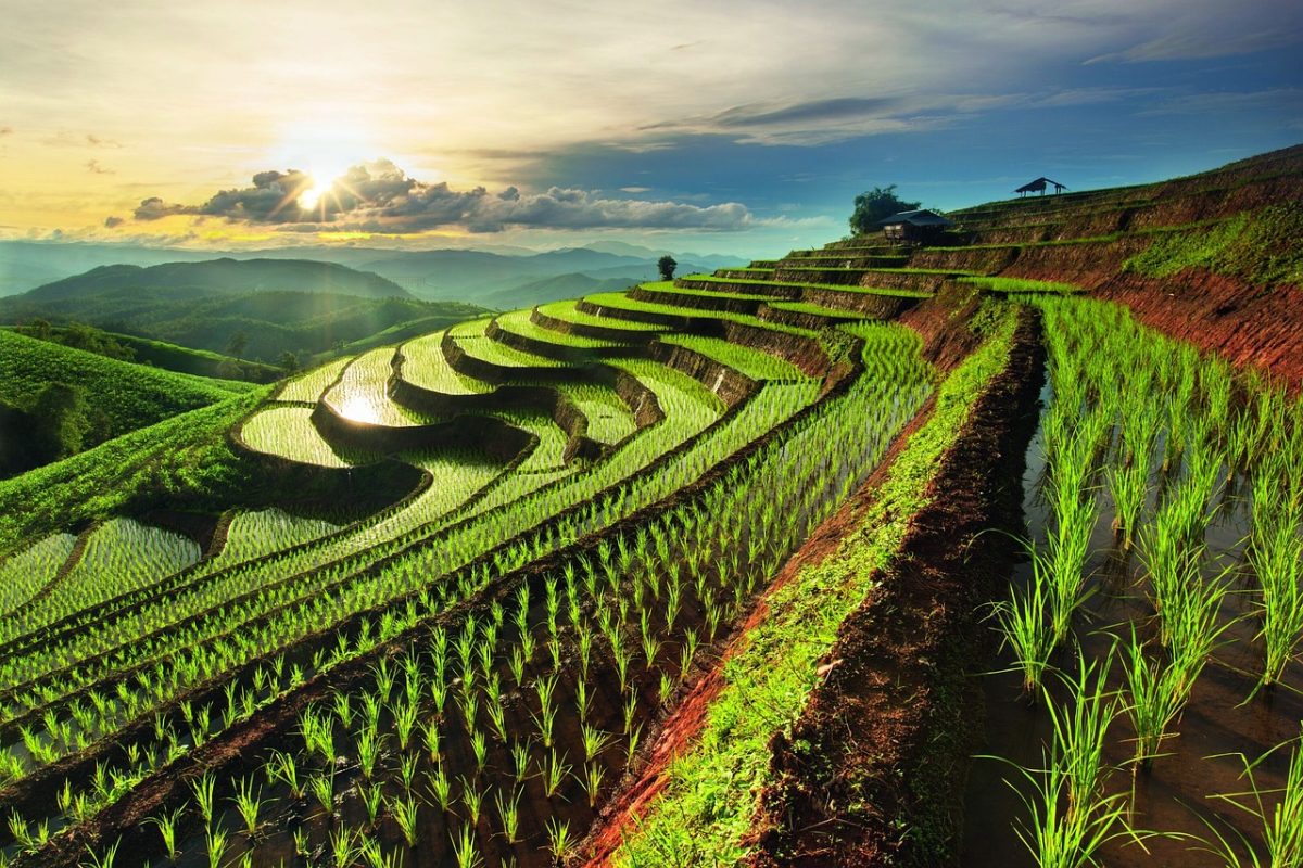 rice fields, terraces, agriculture, nature, sunrise, hills, landscape, ecology, green, seasonal, outdoor, mountains, region, traditional, water, countryside, sun, fresh, farming, culture