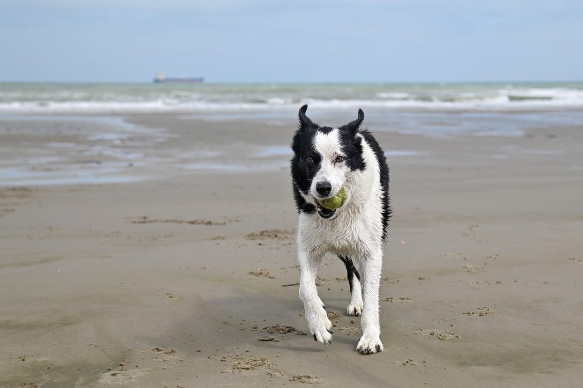 dog, play, beach, toy, sea, ball, sandy, run, border collie, nature, happiness, coast, animal, outdoor, activity, puppy, fun, puddle, cool, dog walking, pet, graceful
