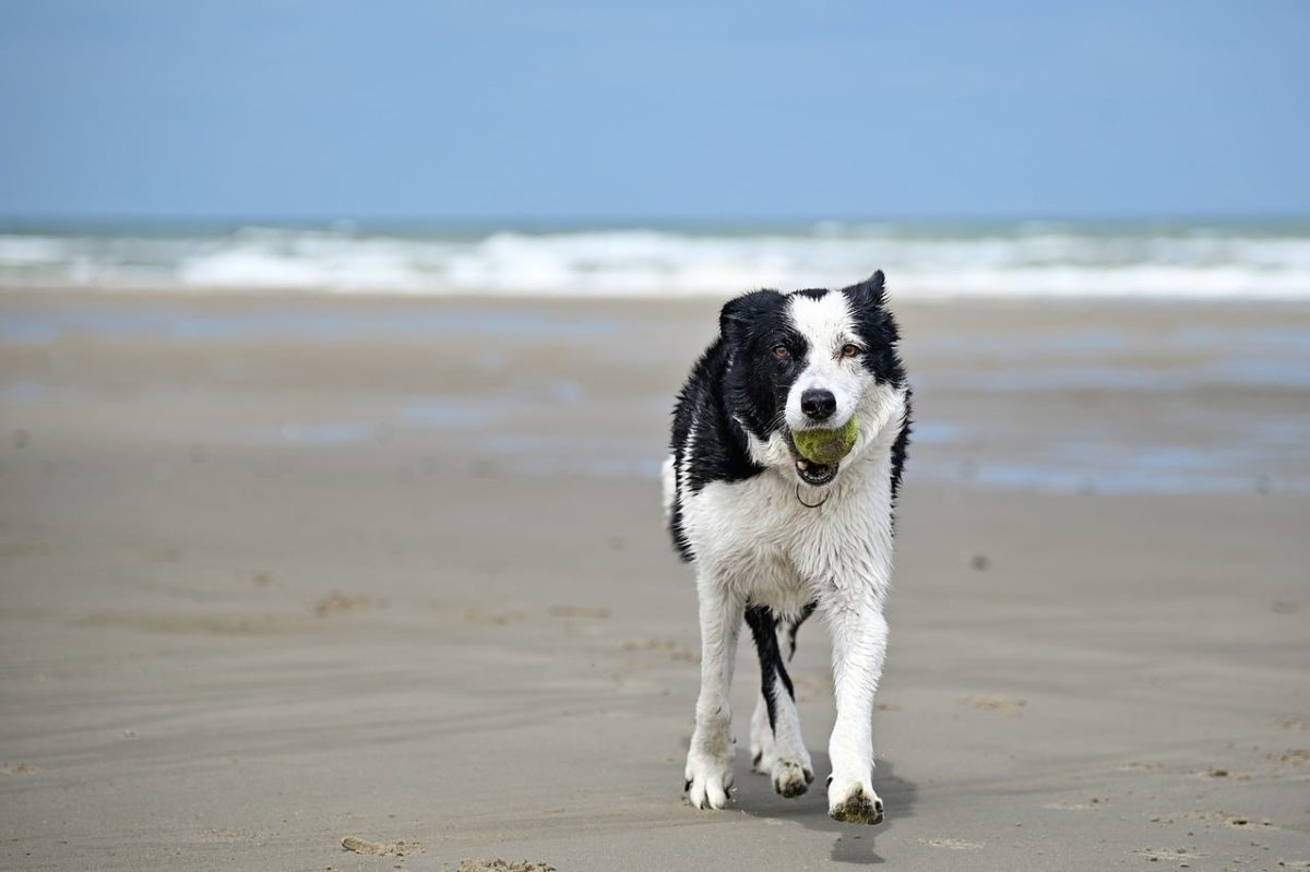 border collie, dog, beach, ball, sea, sand, wet, playing, smart dog, flying in the air, tidal, puppy, coast, active, running, year, chased, sprint, spring, happiness, light