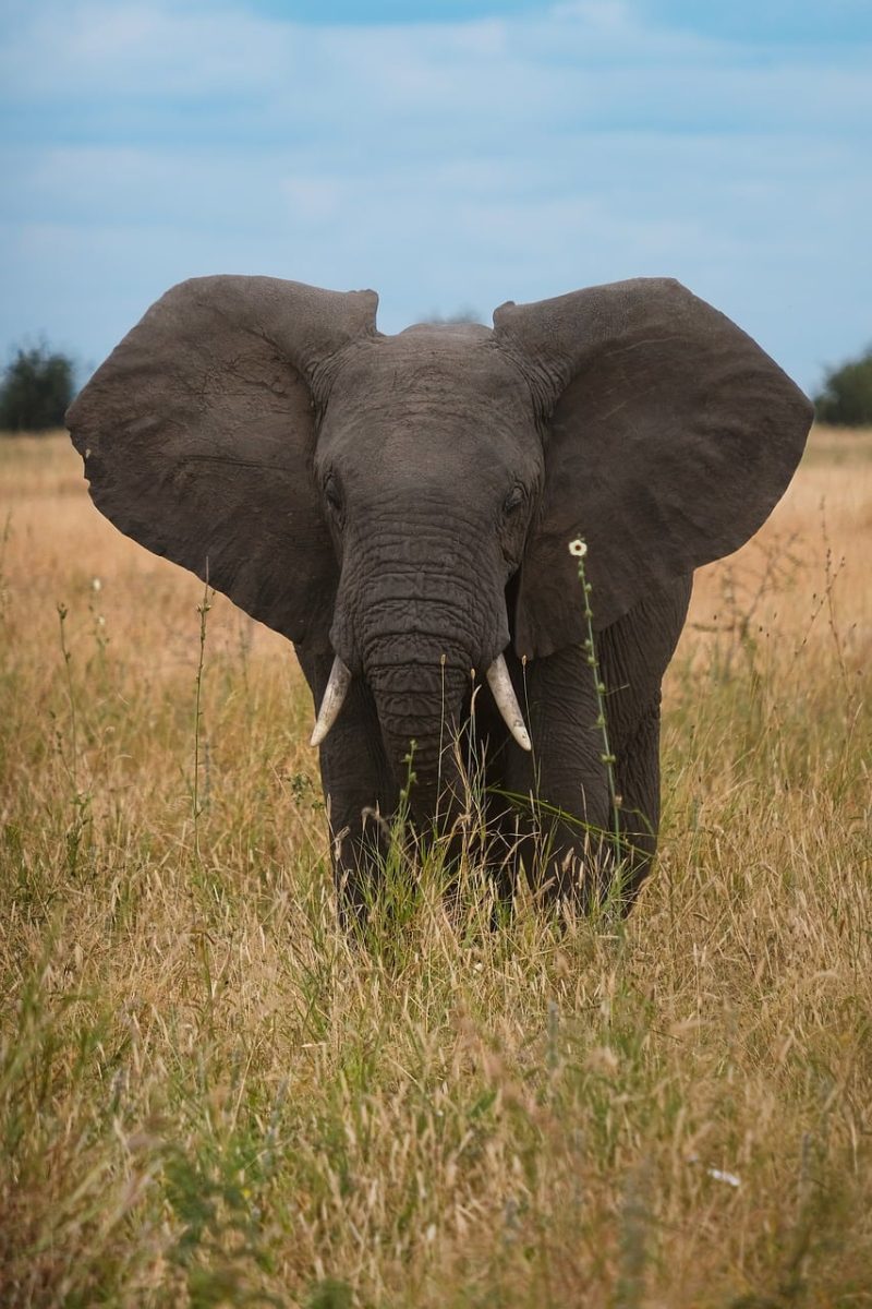 elephant, savannah, africa, nature, tanzania, grass, tarangire, african elephant, national park, mammals, wildlife, meadow, tourism, ecosystem, outdoors, wild animals, giant, wildlife photography, elephant herd
