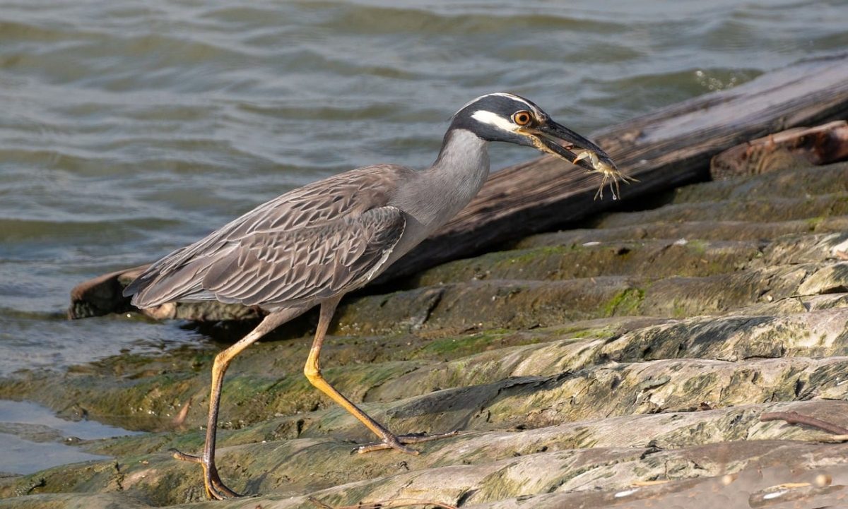 yellow-crowned night heron, bird, wildlife, crab, eating, nature, heron, ornithology, water, summer, rocky shore, prey, feeding, grey, yellow legs, birds on shore, marine life, hunting, natural ecosystem, bird beaks