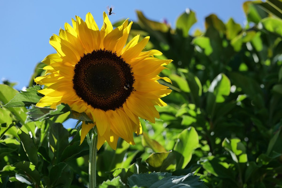 sunflower, bee, insects, nature, summer, flower, yellow, garden, natural light, outdoors, background, beautiful, ripening, growth, growing, organic, environment