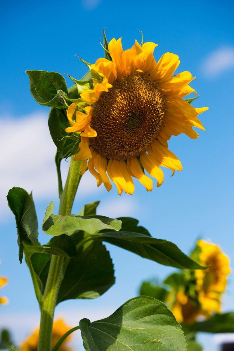 sunflower, blue sky, blooming, summer, sunny day, garden, flower background, nature, flower, yellow color, leaves, clear, growing, stem, green color, flower wallpaper, fertile soil, beautiful flowers, agriculture, sunlight, planting, outdoors