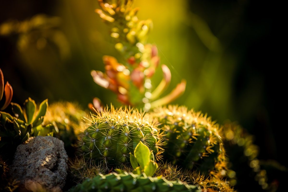 cactus, thorns, nature, garden, green, cultivation, sunlight, close-up, botany, macro, spine, spiky, natural, potted plant, texture, plant