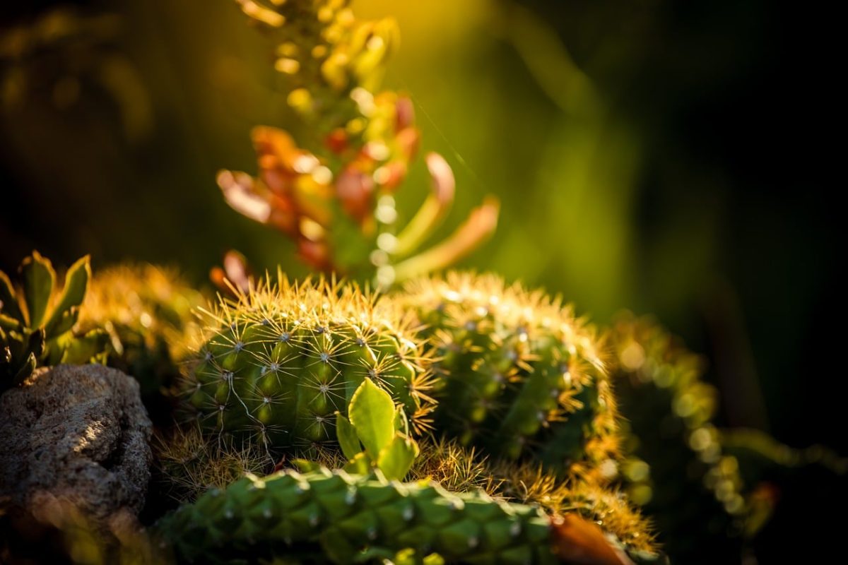 cactus, nature, plant, thorn, garden, cultivation, macro, detail, spiky, arid, light, green, desert, sun, drought-tolerant, spines, colors, natural light, botany, traditional, outdoor