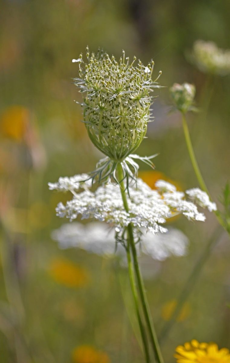wild carrot, flower, nature, wildflower, background, summer, detail, macro, queen anne's lace, daucus carota, meadow, artistic, delicate, garden, flora, flower detail, seasonal, tall, natural design