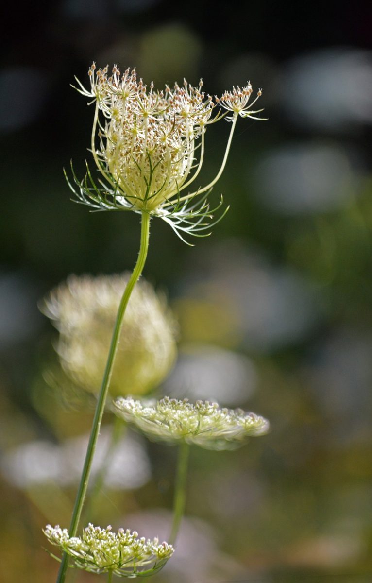 wild carrot, nature, wildflower, flower close-up, delicate, field, fresh, summer, beautiful, macro photography, inflorescence, backlight, garden, creamy color, plant, macro, artistic, green, blurry, bright