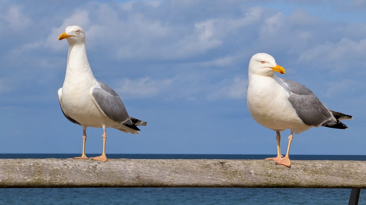 seagull, nature, bird, beach, sea, sky, water, flying, beak, landscape, coast, ornithology, seabird, feathers, baltic sea, two birds, land, calm, outdoor, wilderness, wood
