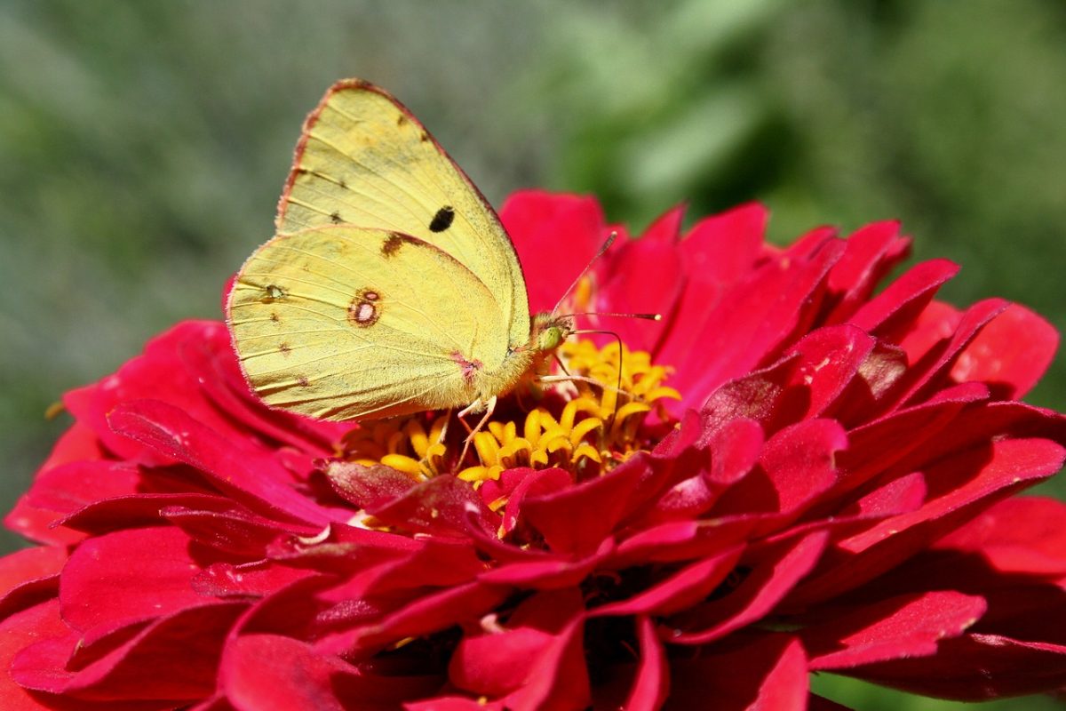 butterfly, colias, zinnia, red flower, flower, yellow, nature, pollination, winged insect, spring, garden, macro, close-up, natural beauty, outdoors, simplicity, insect, color, environment